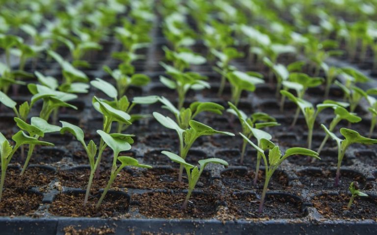 Органические удобрения – классификация, обзор