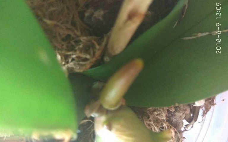 Органическое удобрение Фортис-комби: исследования