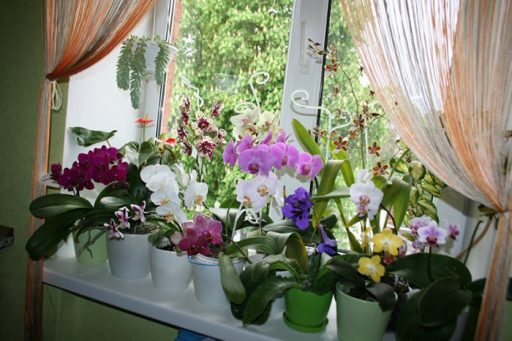 Fertilizer for orchids: feeding methods, recommendations