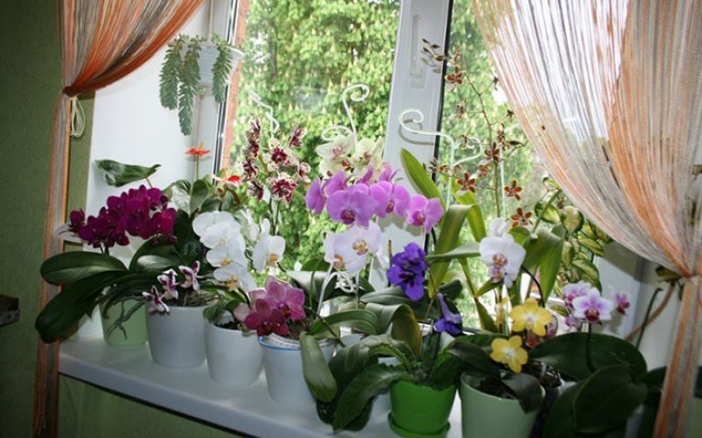 Удобрение для орхидей: способы подкормки