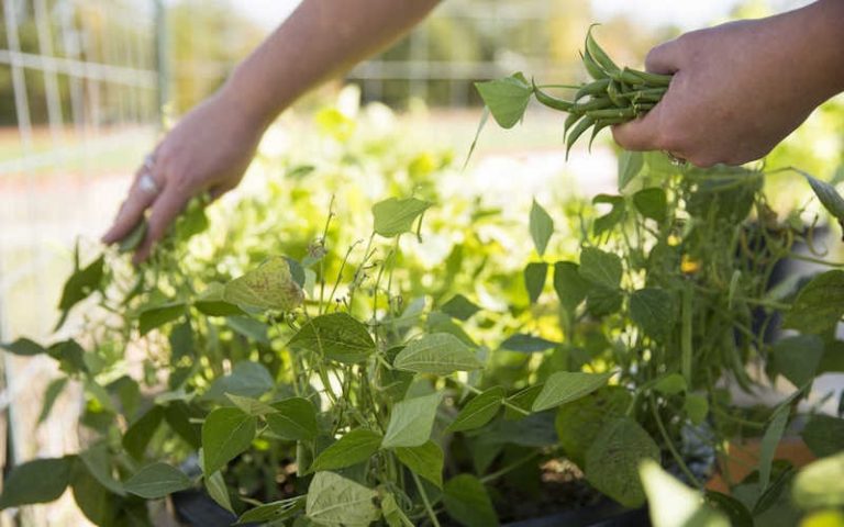 Органические азотные удобрения — обзор