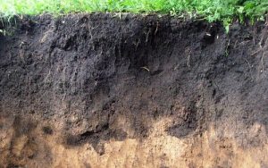 Organic fertilizer