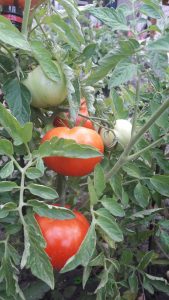 Органічні добрива для помідорів