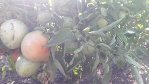 Органические удобрения для помидоров