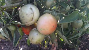 Organic fertilizer for tomatoes