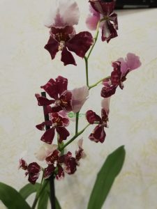  Удобрение для орхидей