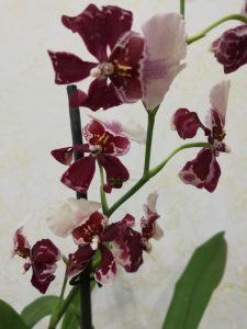 Fertilizer for orchids: feeding methods, recommendations