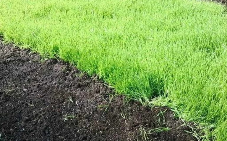 Что такое карбамид: состав, применение, отзывы