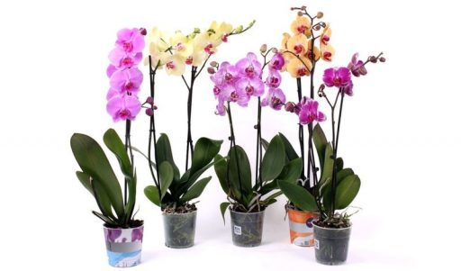 How to properly replant the orchid: step-by-step