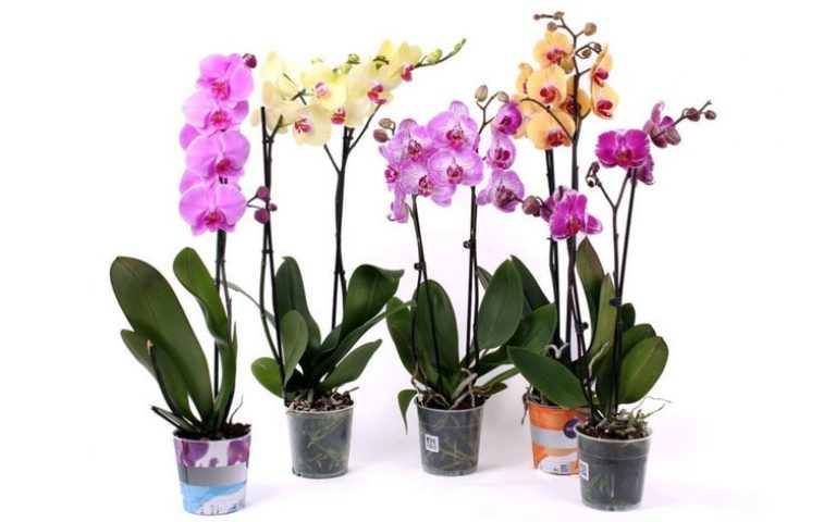 Как правильно пересадить орхидею: пошаговая инструкция