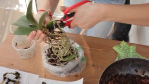 How to properly replant the orchid