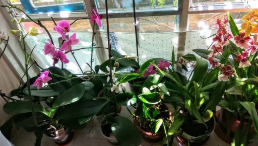Pot flowers: feeding with organic fertilizer