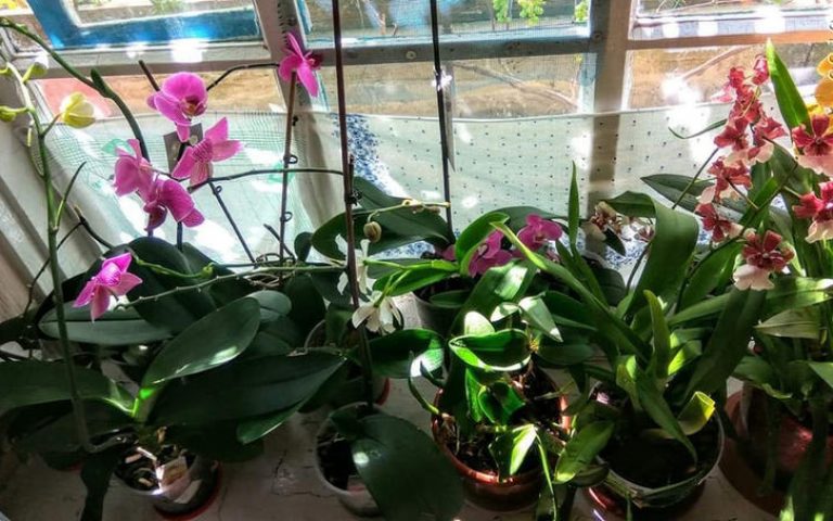 Комнатные цветы: подкормка органическим удобрением