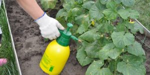 Fertilizer for the cucumbers