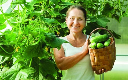 Fertilizer for the cucumbers with their own hands