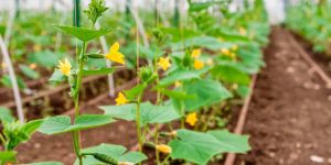 Fertilizer for the cucumbers