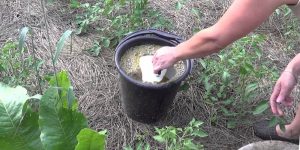 Fertilizer for the cucumbers