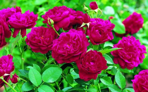 Fertilizer for roses: flower fertilization