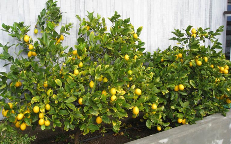 Как вырастить лимон из косточки в домашних условиях