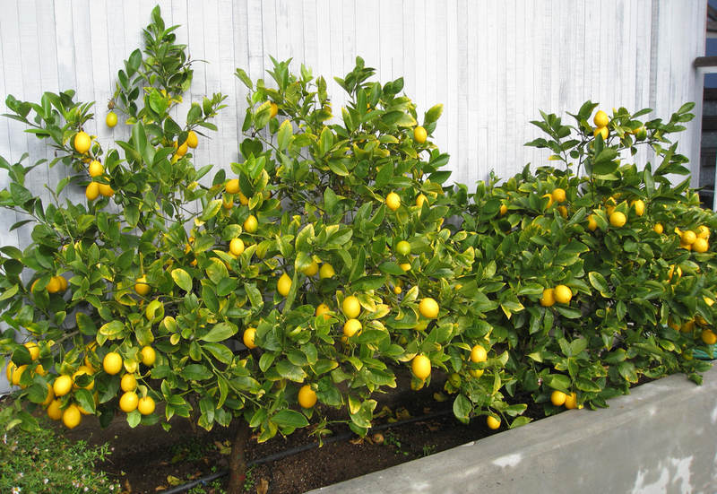 Как вырастить лимон на подоконнике: простой метод