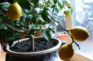 Як виростити лимон з кісточки в домашніх умовах