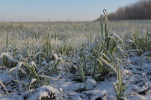 Organic plant growth stimulator: winter crops