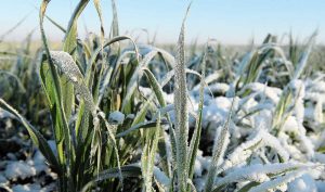 Organic plant growth stimulator: winter crops