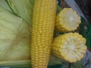 Подкормка для кукурузы: органические удобрения