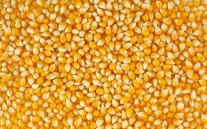 Feeding for corn: organic fertilizers
