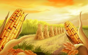 Feeding for corn: organic fertilizers