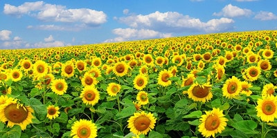 Органический стимулятор роста для подсолнечника