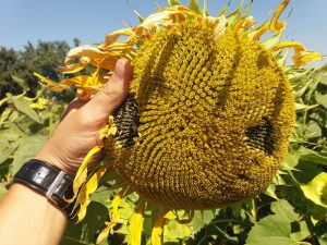 Sunflower growth stimulator