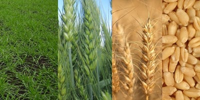 Органический стимулятор роста: зерновые озимые